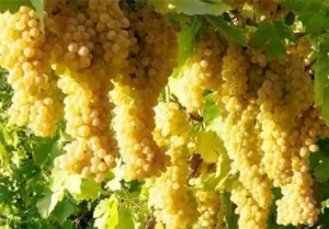 رونق صادرات انگور به عراق